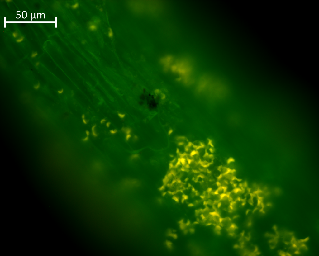 Microscopic image of fluorescent nanoplastics on a lettuce root. Credit: Machado et al, unpublished research.