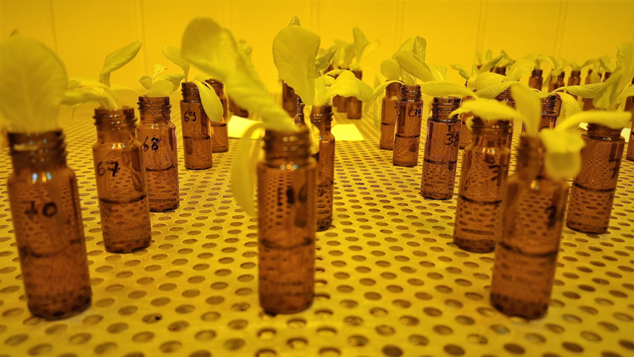 The scientists grew lettuce in their lab and fed them with nanoplastics. Picture by Abel Machado.