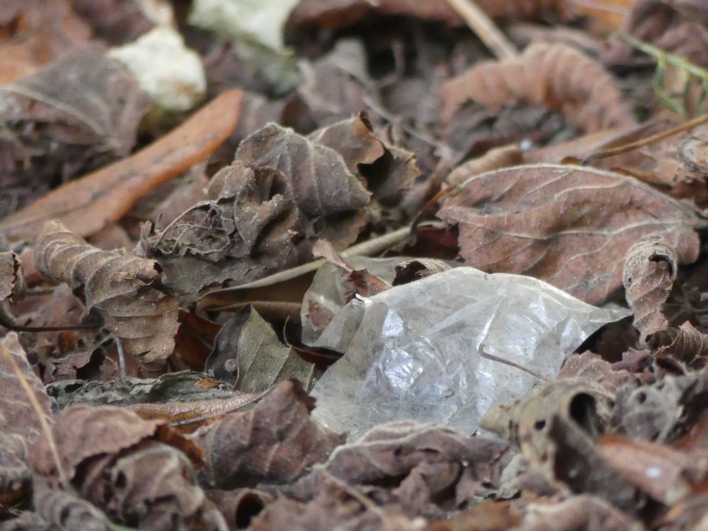 A torn piece of plastic film  blends into the leaf litter on the ground. Picture by Jamina Rillig.