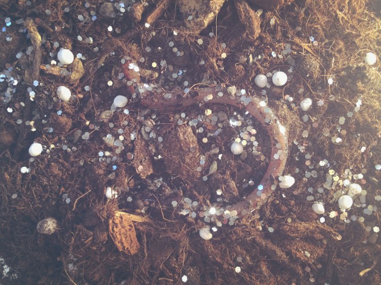 Earthworm in soil with microplastics. Picture by Saša Spačal